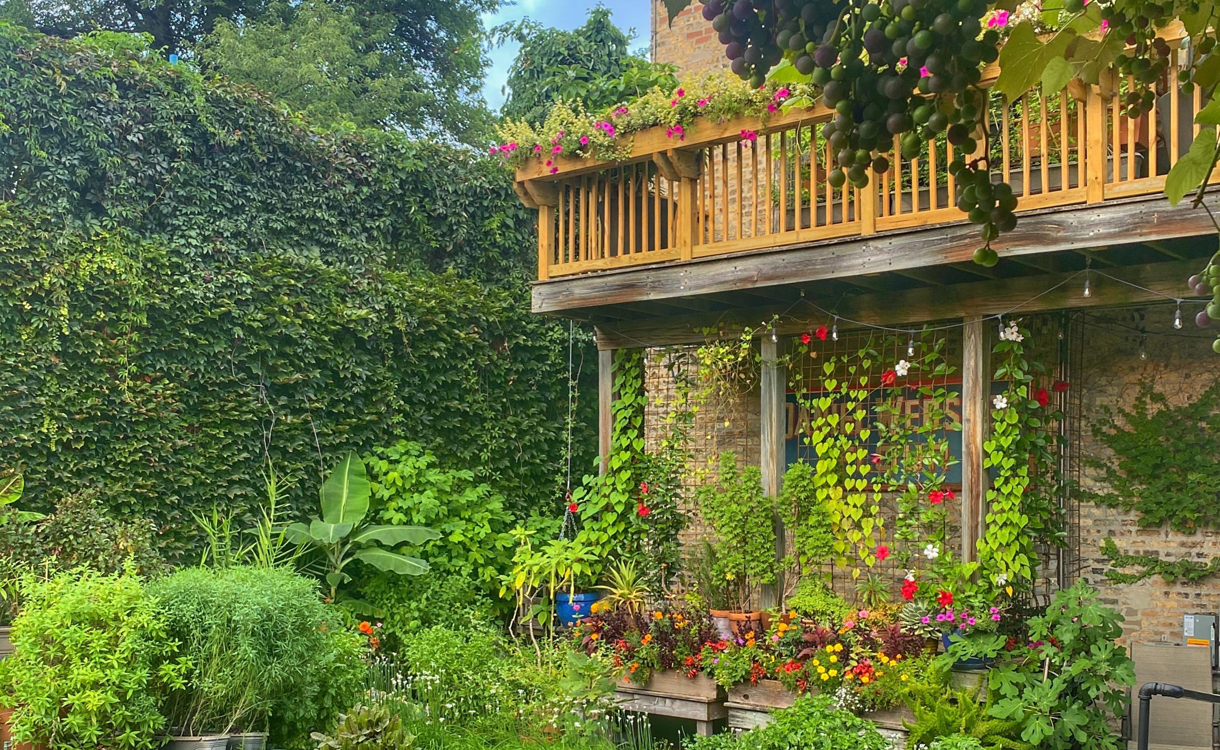 Rick Bayless' garden