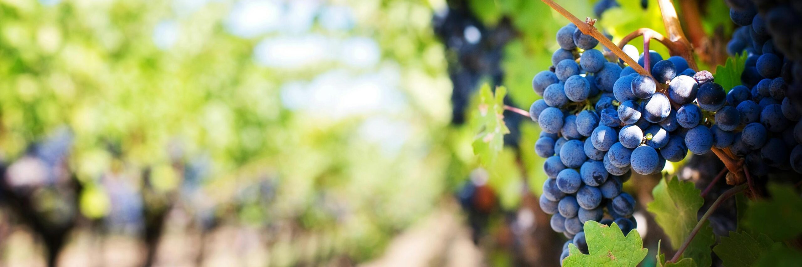Grapes on a vine